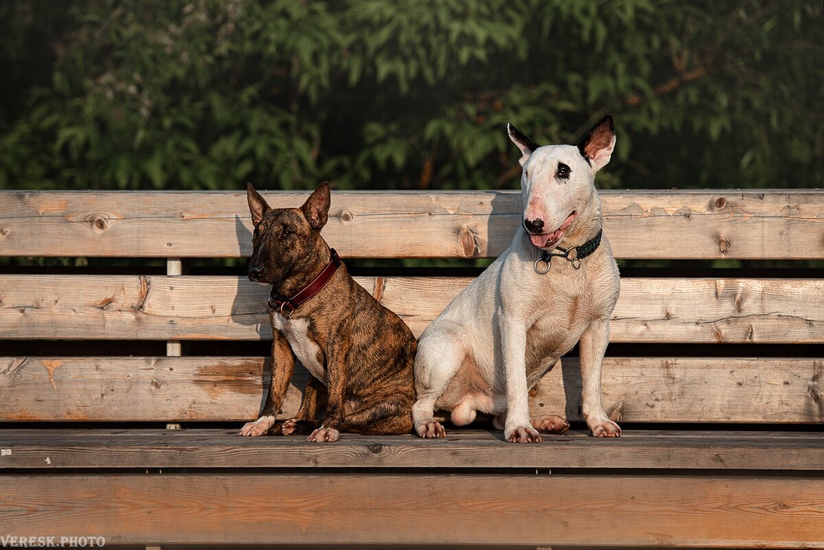 Гренка - сука мини-буля и Чу - кобель стандартного бультерьера, фотограф Veresk.photo