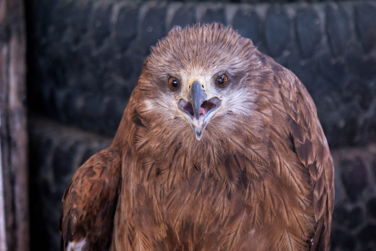 Ее правое крыло уже никогда не будет рабочим...