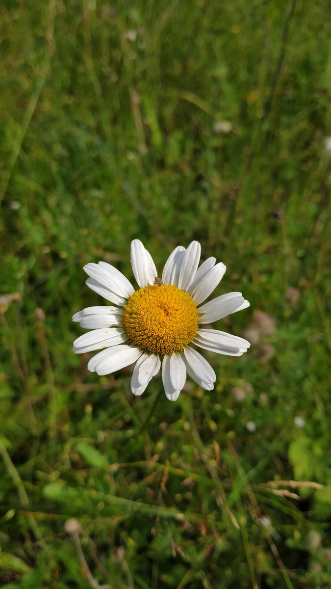 Ромашка полевая