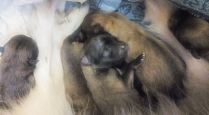 Первый день жизни щенков шпица, спустя несколько часов после родов. Малыши уже покушали и спят. 