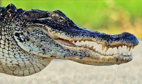 Редкие и необычные крокодилы | Илья Муромов | Дзен