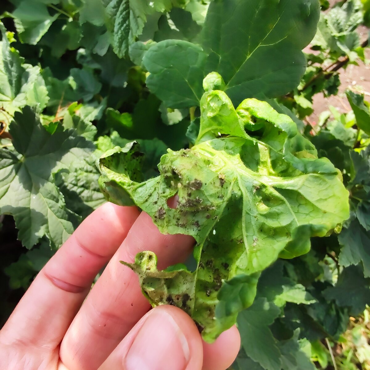 Тля на смородине