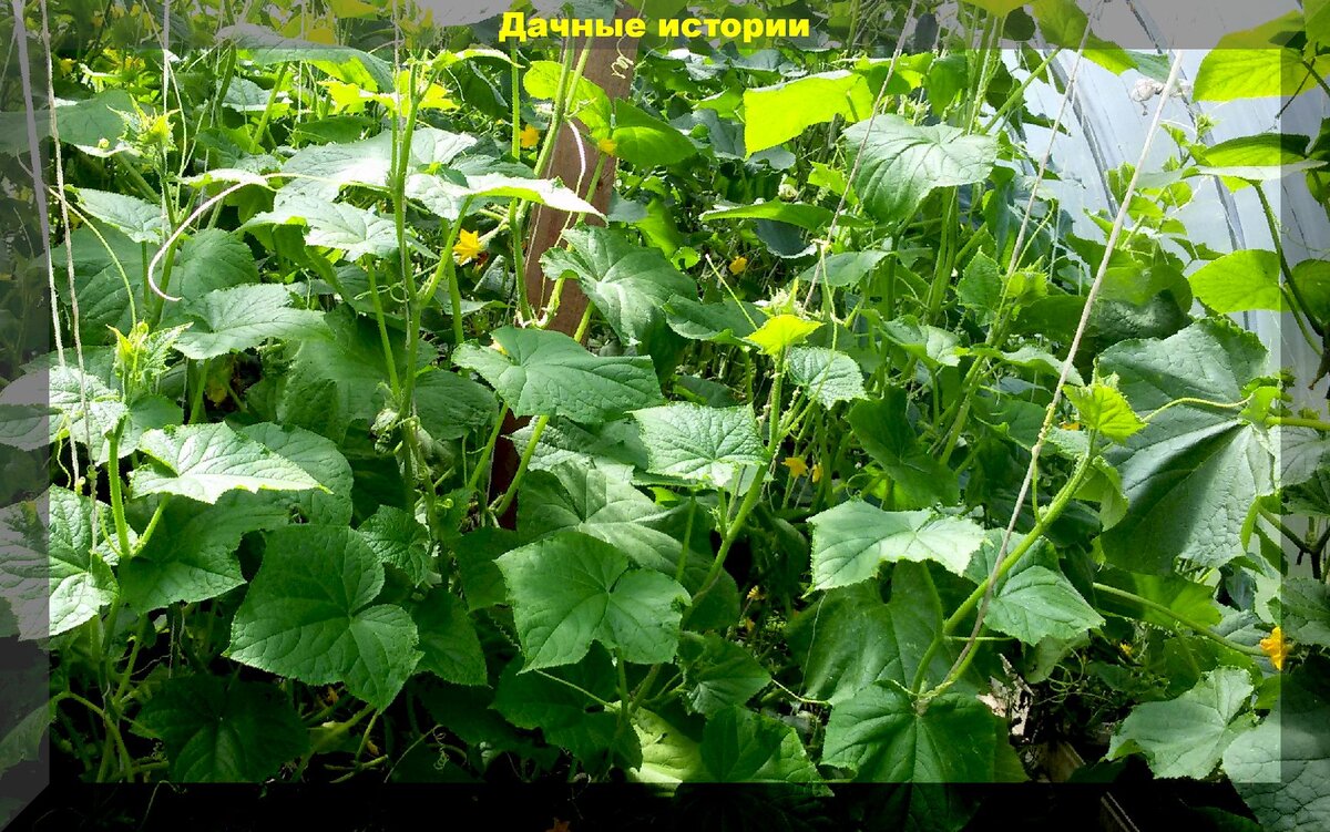 https://vk.com/photo-159774511_457244015