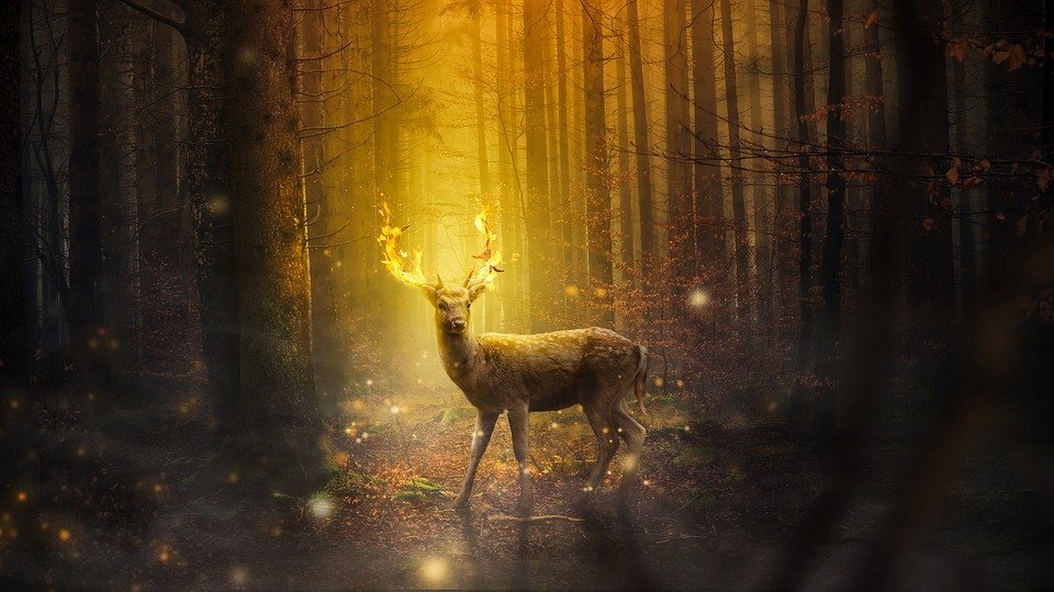 pixabay.com/