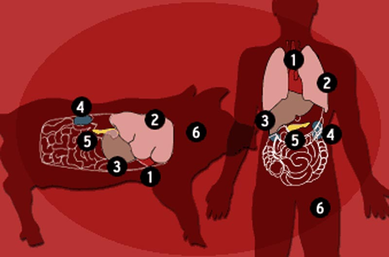 Организм свиньи и человека. Внутренние органы человека и свиньи. Трансплантация органов животных.
