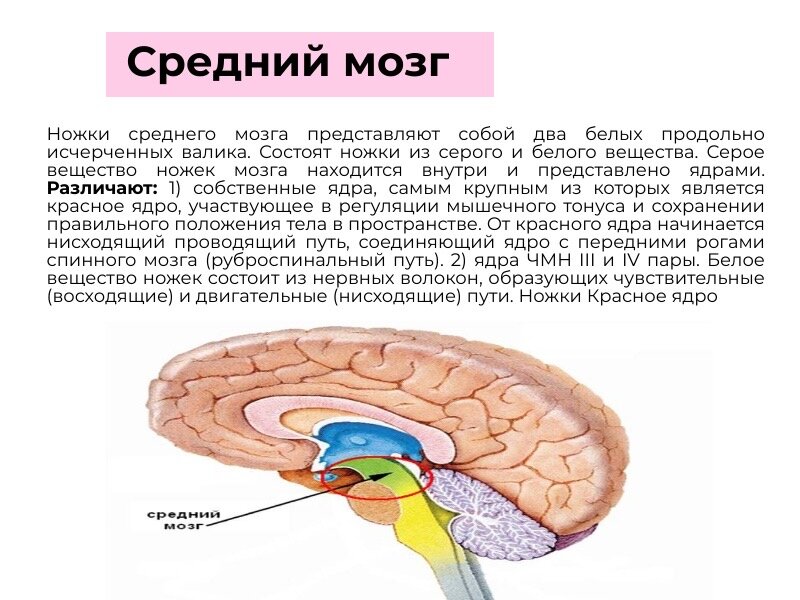Brain 18. Функциональная анатомия. Функциональная единица головного мозга. Швы головного мозга анатомия. Кроссворд по анатомии головной мозг.