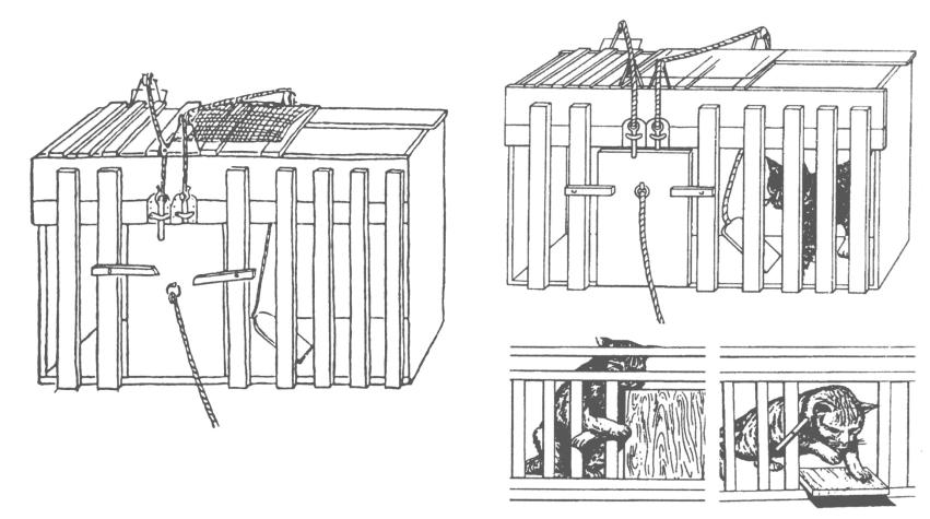 Проблемная коробка Торндайка, кошка пытается открыть дверь