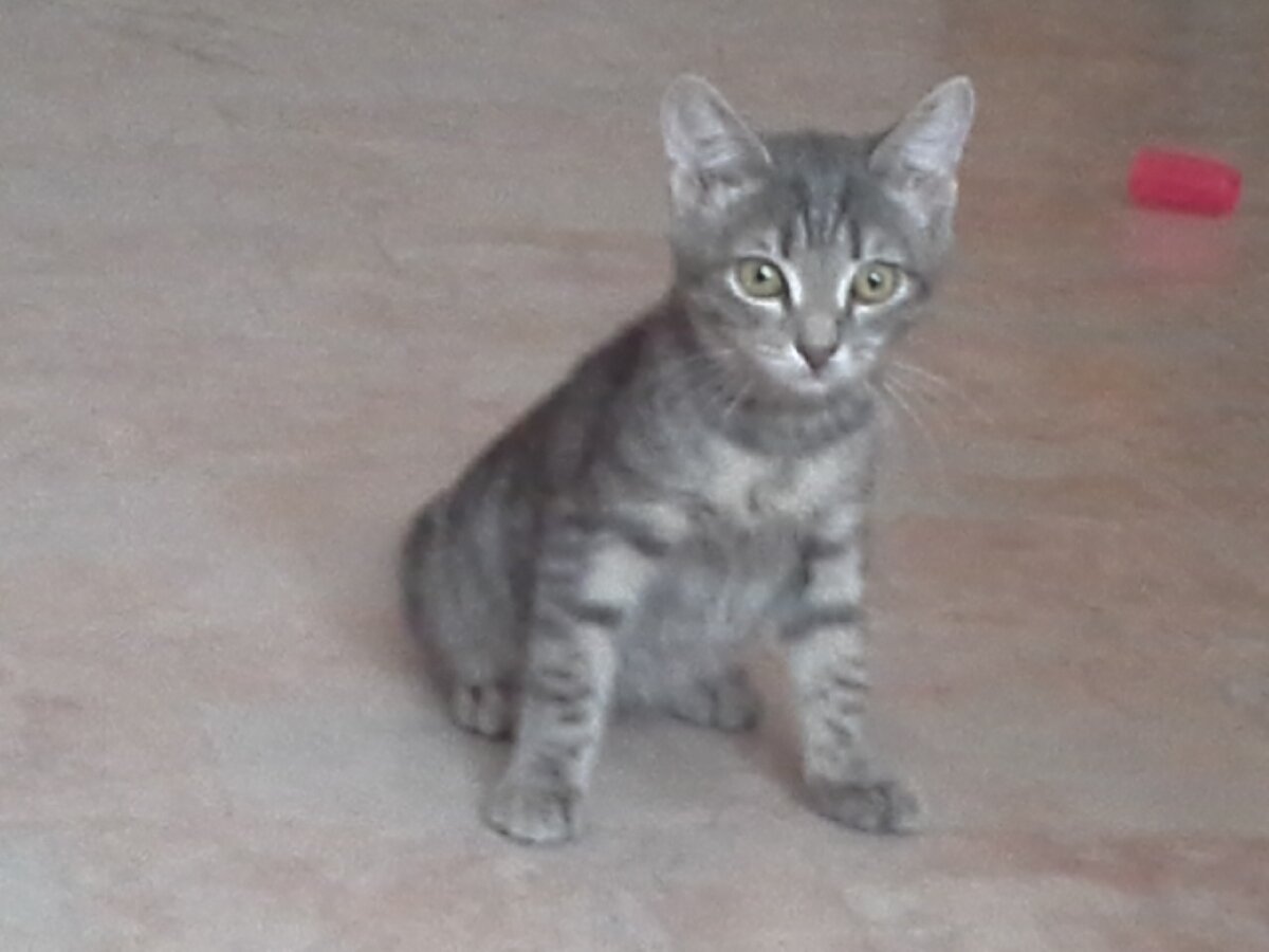 вот таким задохликом  было наше первое  сокровище