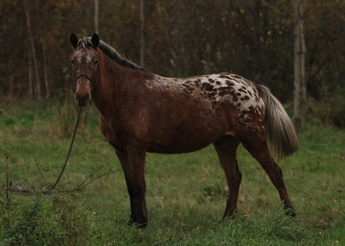 Скорость коня