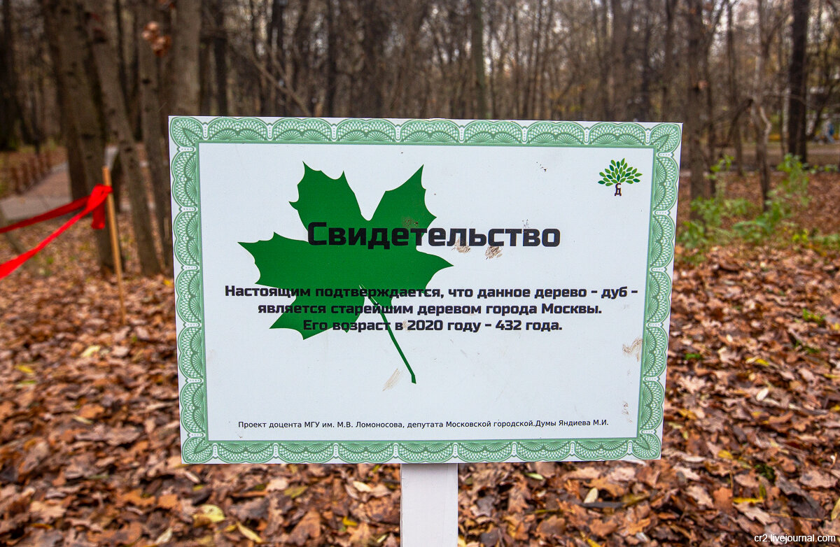 Рекламные баннеры для проекта "Наше дерево"