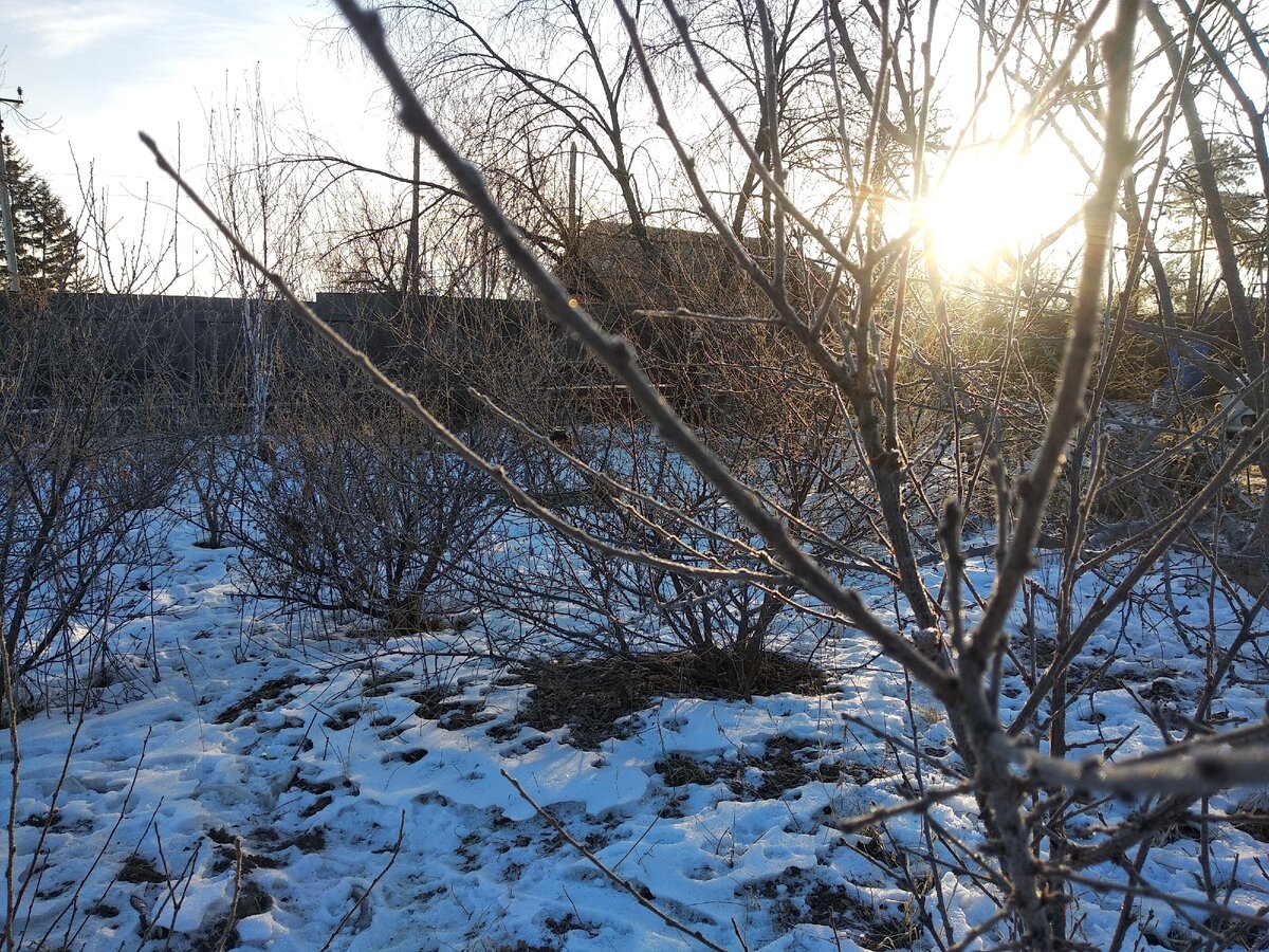 Утренний сад.