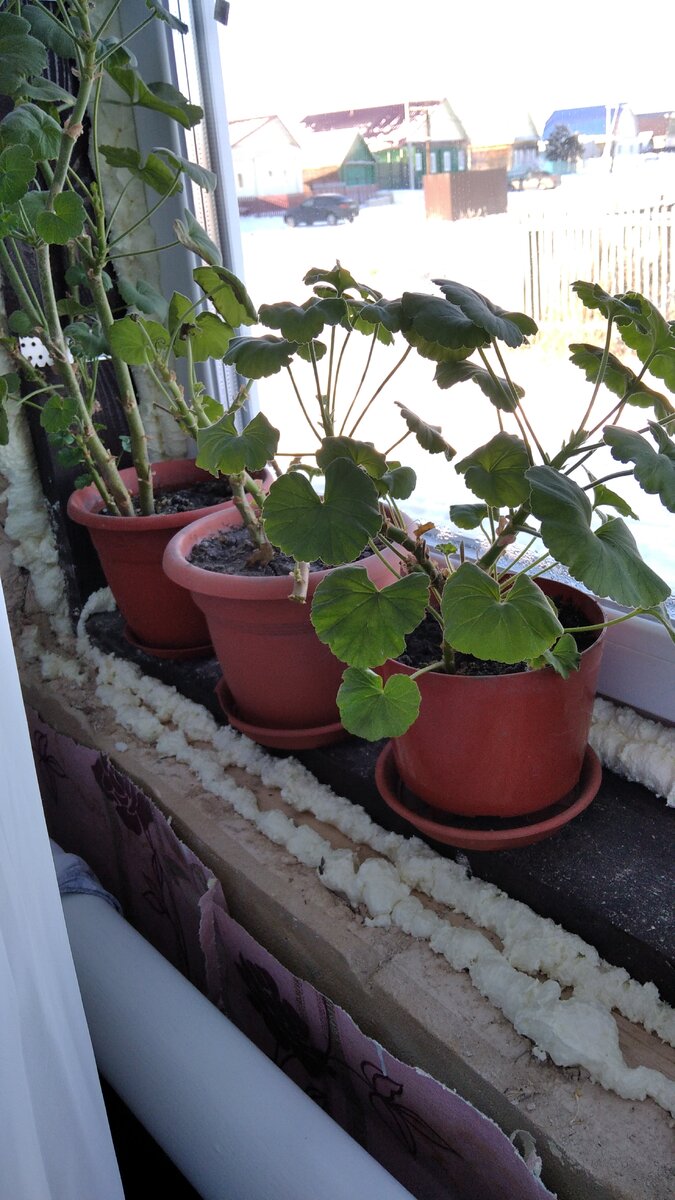 Пеларгонии на новом месте