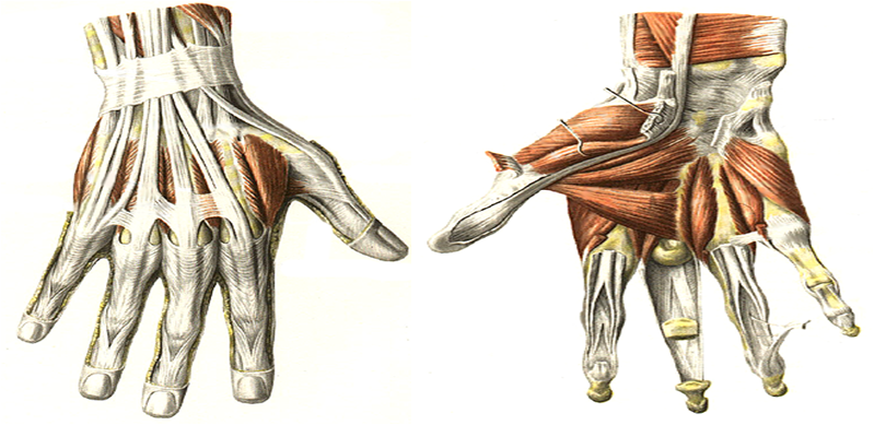Анатомическое строение кисти: отсутствие мышц в пальцах