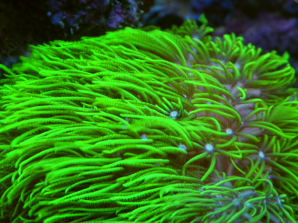 Спирулина в природе