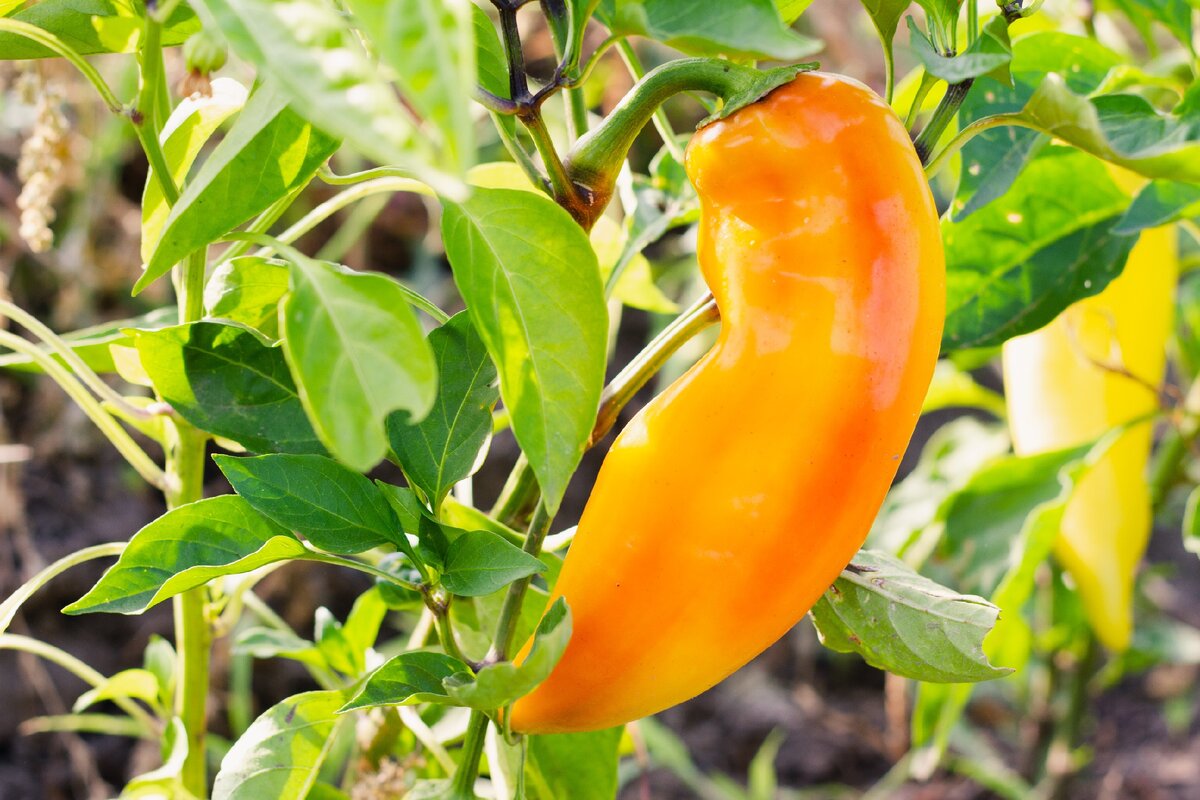 Болгарский перец - это урожай для жаркой погоды и популярный паслен как в сыром виде, так и в кулинарии. Хрустящим растениям сладкого сладкого перца не хватает капсаицина, активного компонента острого перца, который дает им тепло.