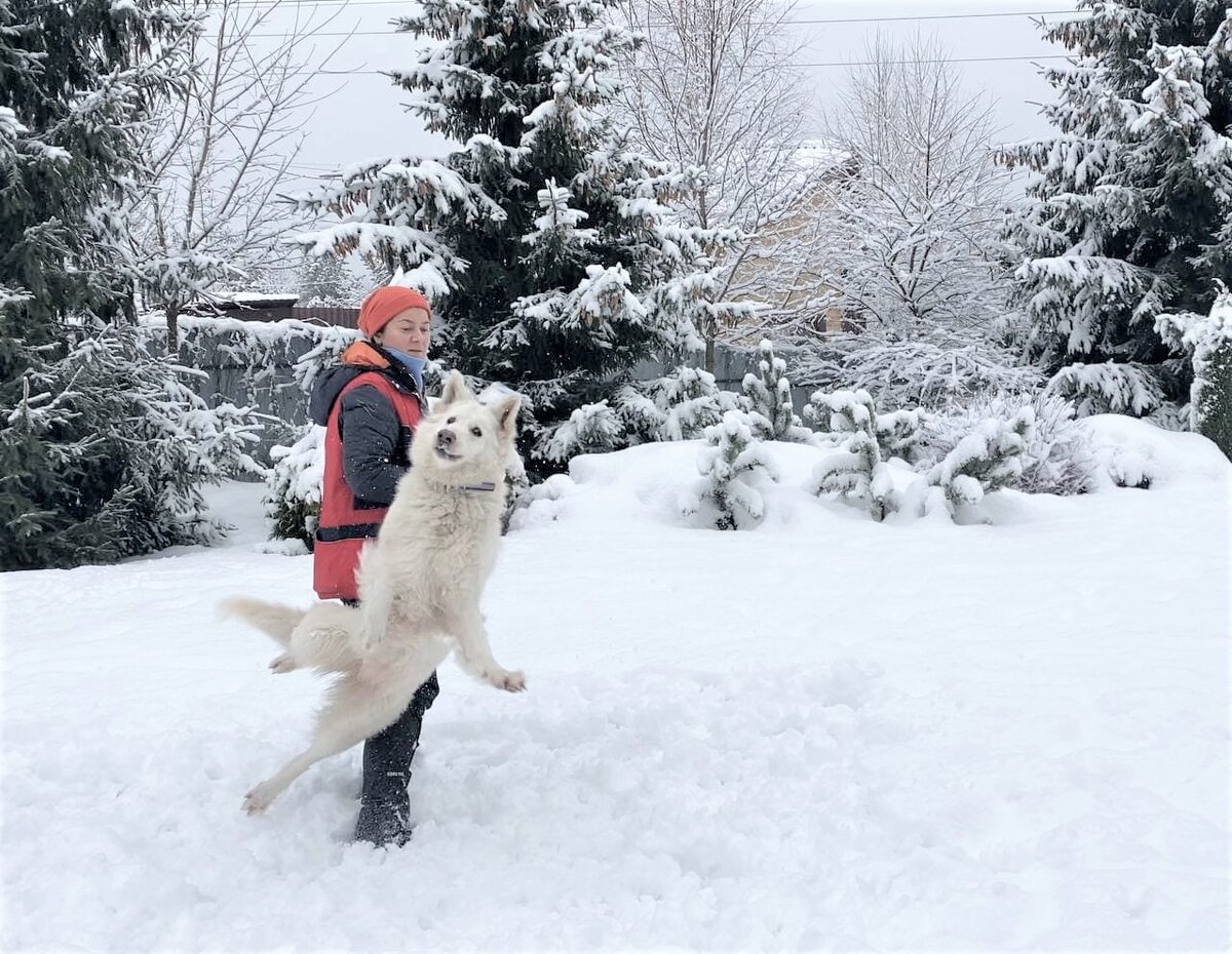 Броски на близком расстоянии от себя опасны вот таким приземлением с выворотом поясницы и приземлением с компрессионной нагрузкой на одну из задних лап. Это и ведет к повреждению крестовидной связки коленного сустава