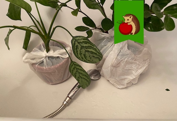 Как нельзя купать комнатные растения: 5 ошибок, которые делают процедуру вредной для цветов1