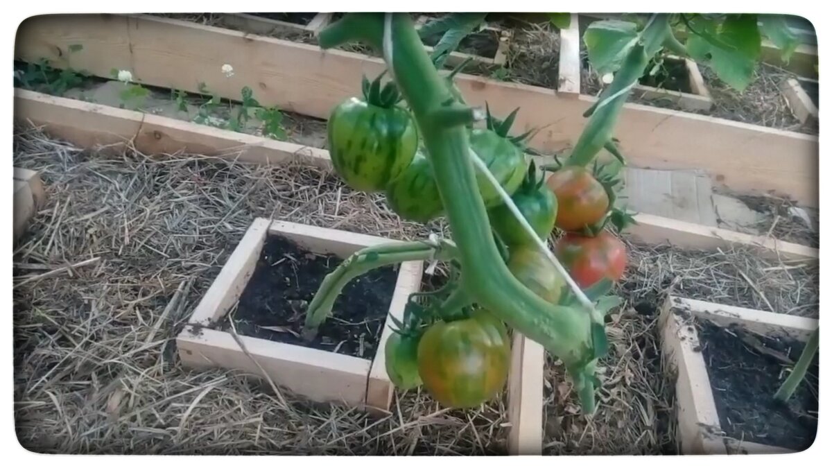 Урожай томатов