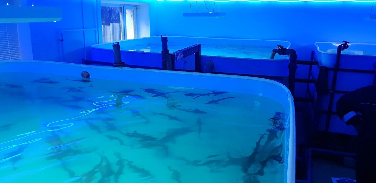 Осетровая ферма нашего клиента в г.луга