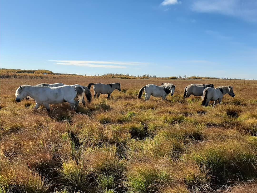 Якутские лошади  -первые животные, которых поселили в Плейстоценовом парке.