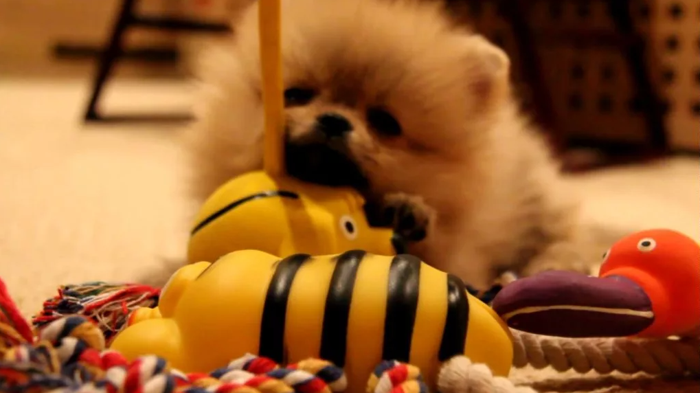 Маленький шпиц с игрушками. Фото взято из открытого источника.