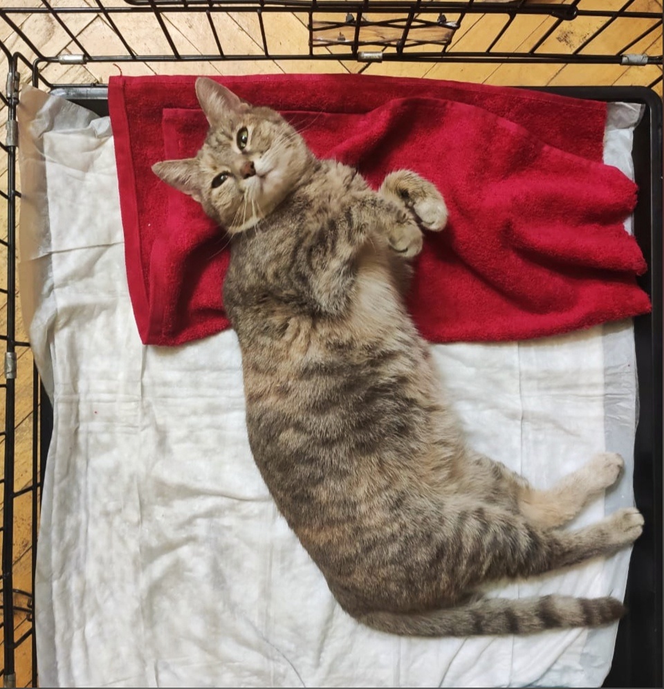 Хитрая морда что-то замышляет