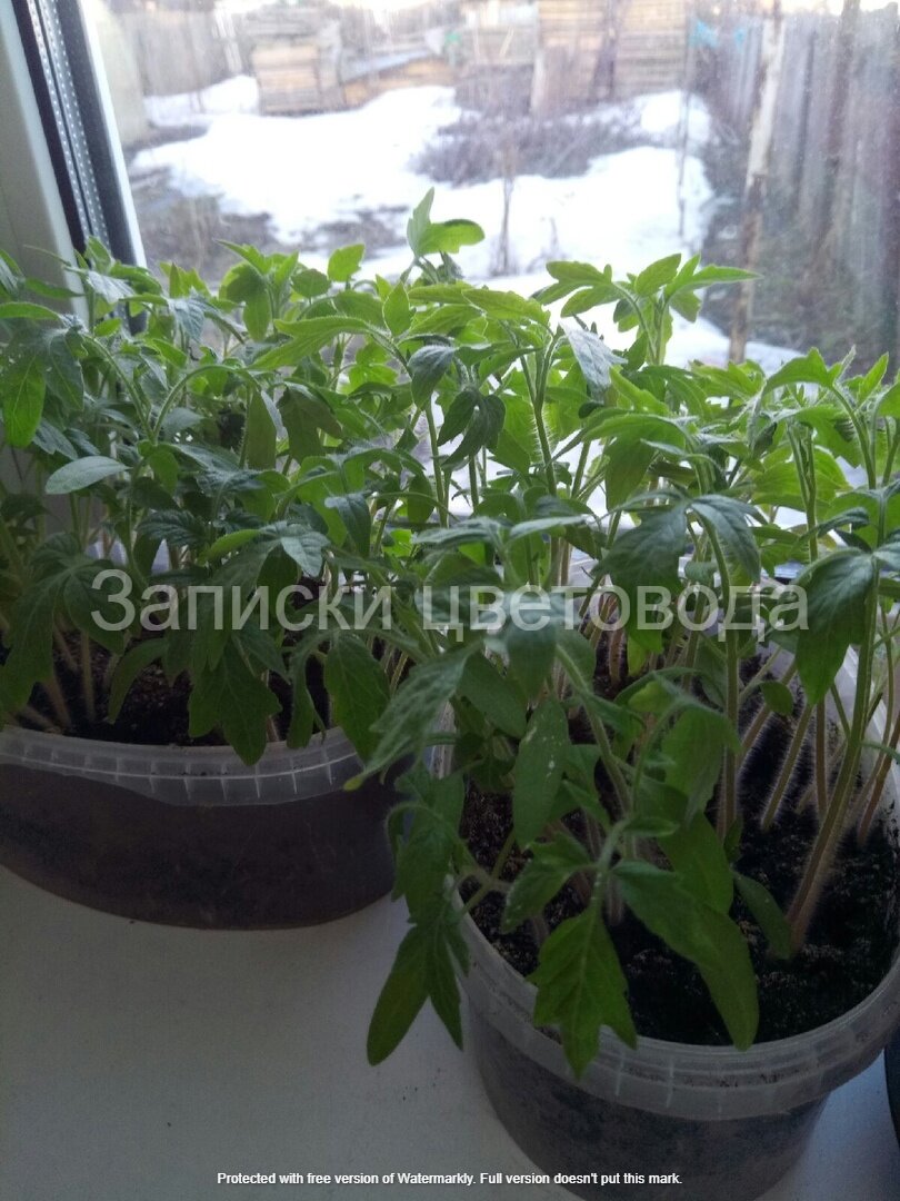 Я сею томаты вот в такие баночки из-под мороженого