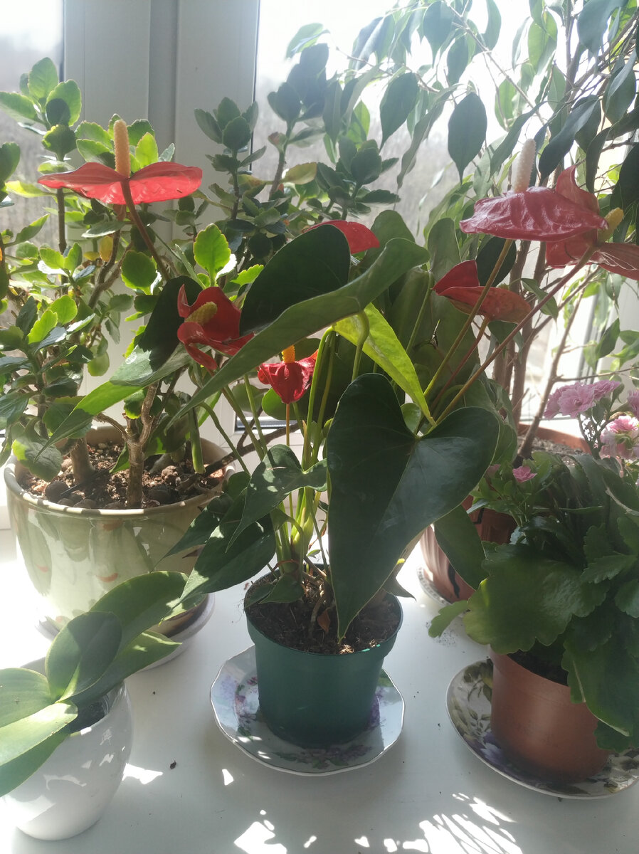 Мой новый цветок. Удачная покупка!