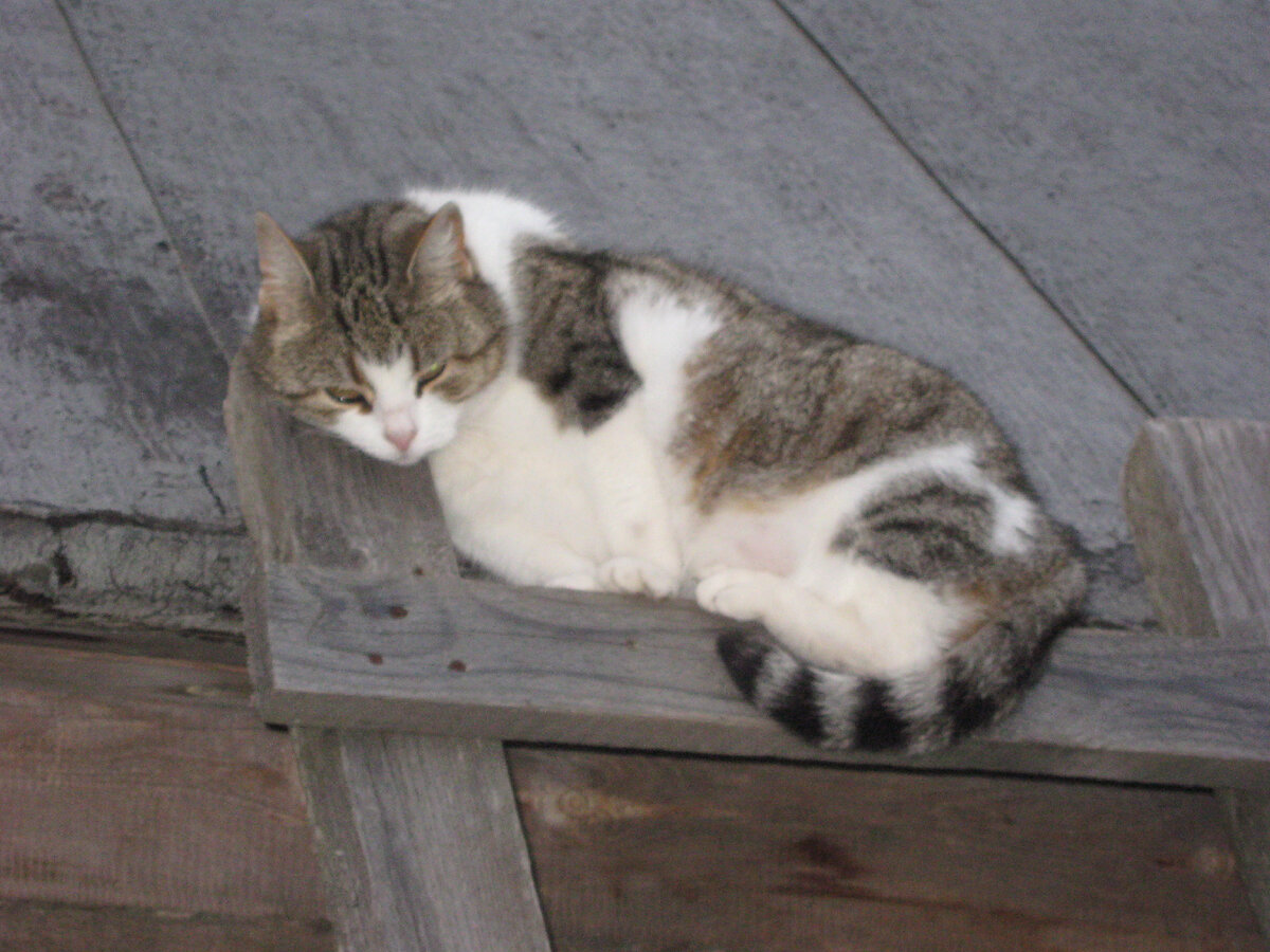 Моя кошка колледжей не оканчивала, но в уме ей не откажешь. Фото мое.