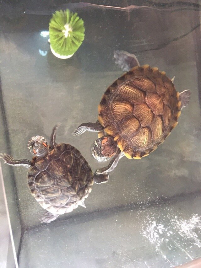 Фотография моих черепашек