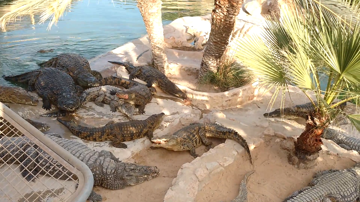 Крокодиловая ферма на о. Джерба (Тунис) в час когда кормят ее обитателей.
   