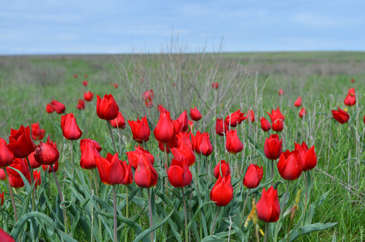 Тюльпан Шренка в Калмыкии