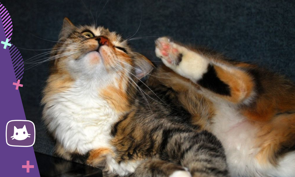 🐱Ушной клещ: какие причины и как помочь питомцу | Нос, хвост, лапы | Дзен