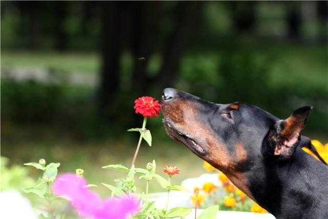 доберманы россии