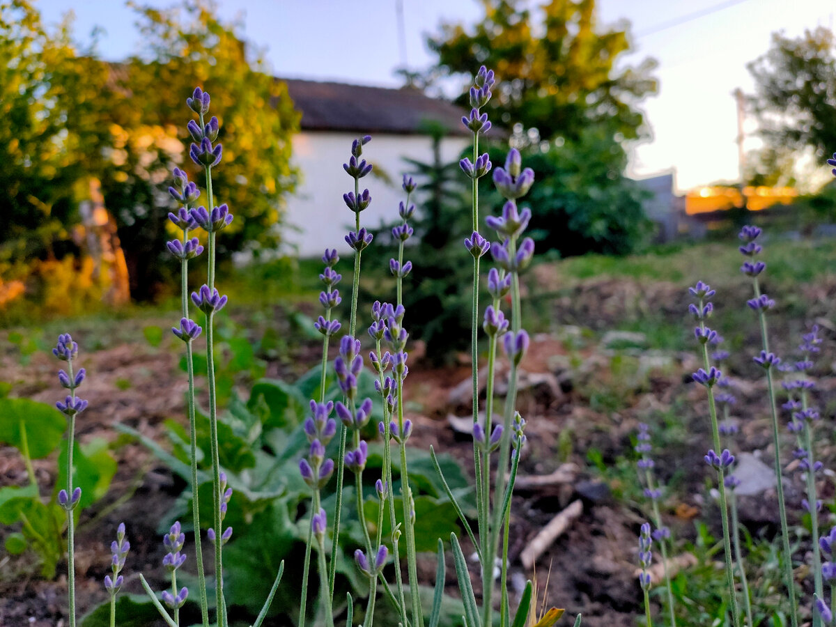 Кустик лаванды валялся на дороге. Теперь украшает будущий парк:)
