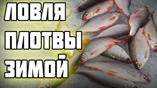 рыбалка зимой плотва чебак и сорога, fishing in winter roach and roachна Ладожском озере