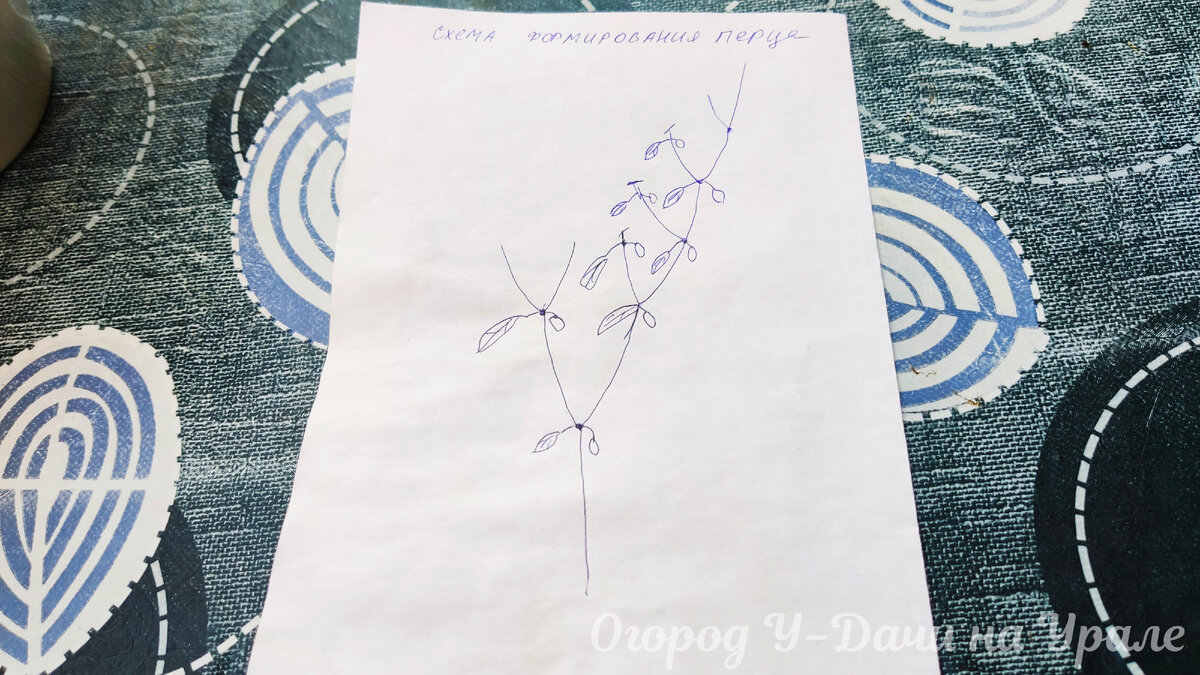 Схема формирования перца