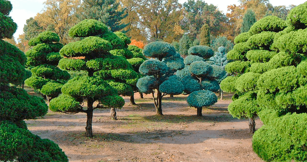 Фото взято из открытого источника