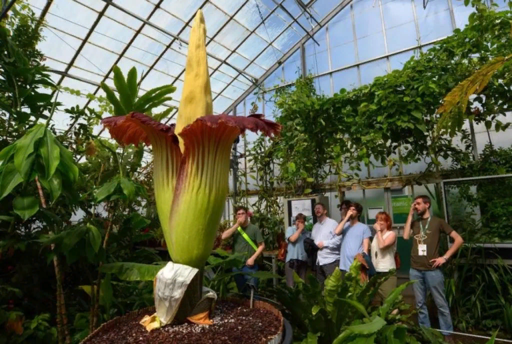 аморфофаллус с просторов интернета