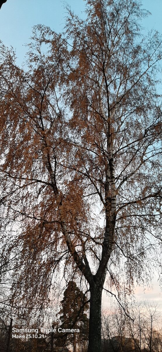 Берёзы растут за забором, прямо напротив сада