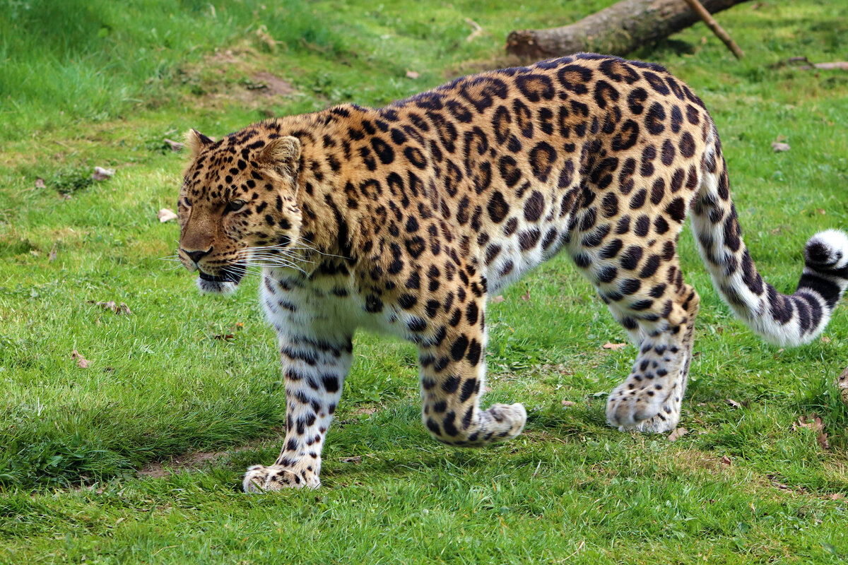 Первые леопарды. Амурский леопард. Дальневосточный леопард (Амурский леопард). Восточносибирский леопард. Дальневосточный леопард в зоопарке.