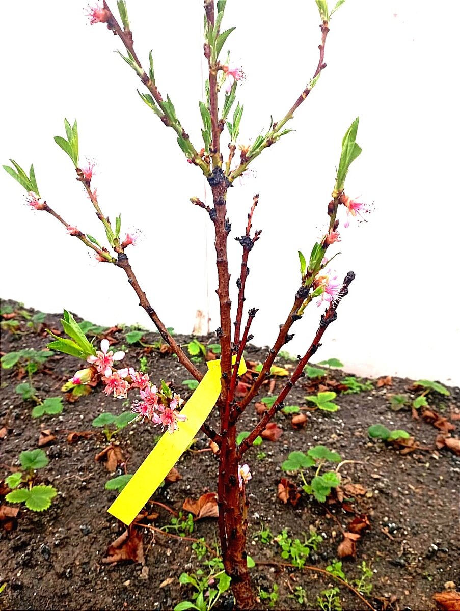 Правда это персик:) 