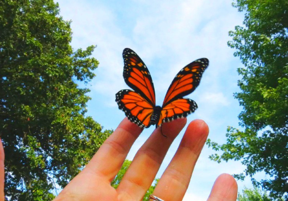 Сад живых бабочек