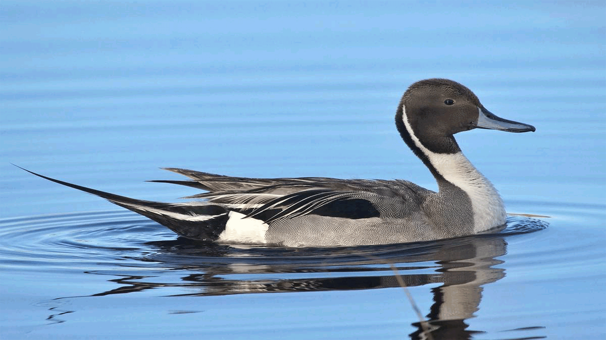 Благородная утка (Шилохвость)