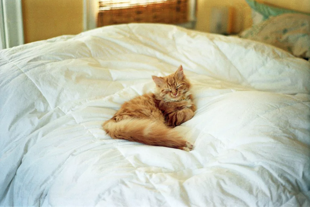 Котенок в постели. Коты в кровати. Кровать для кошки.