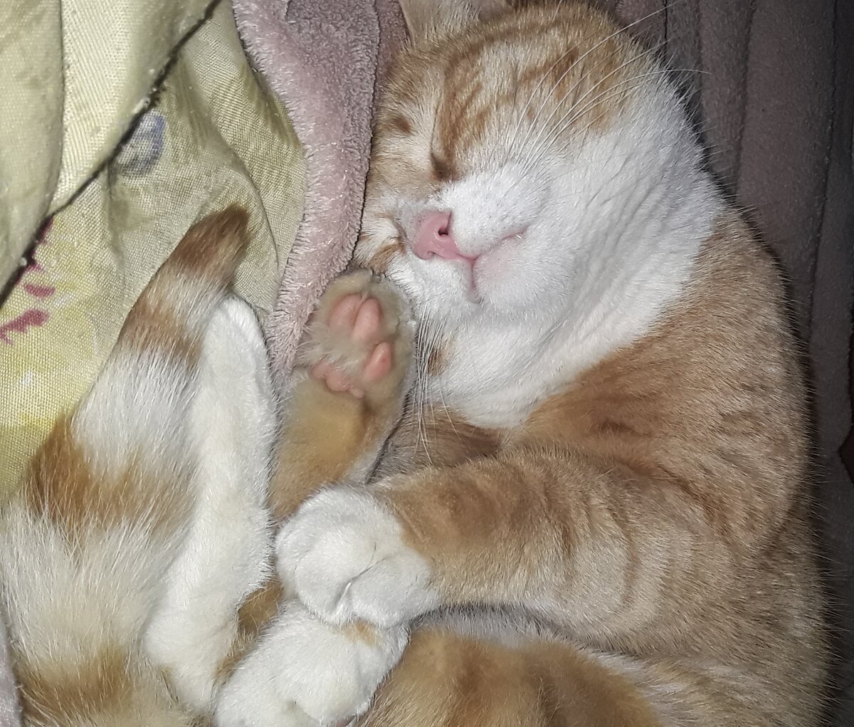 Я Тигр, а вы все моя прислуга