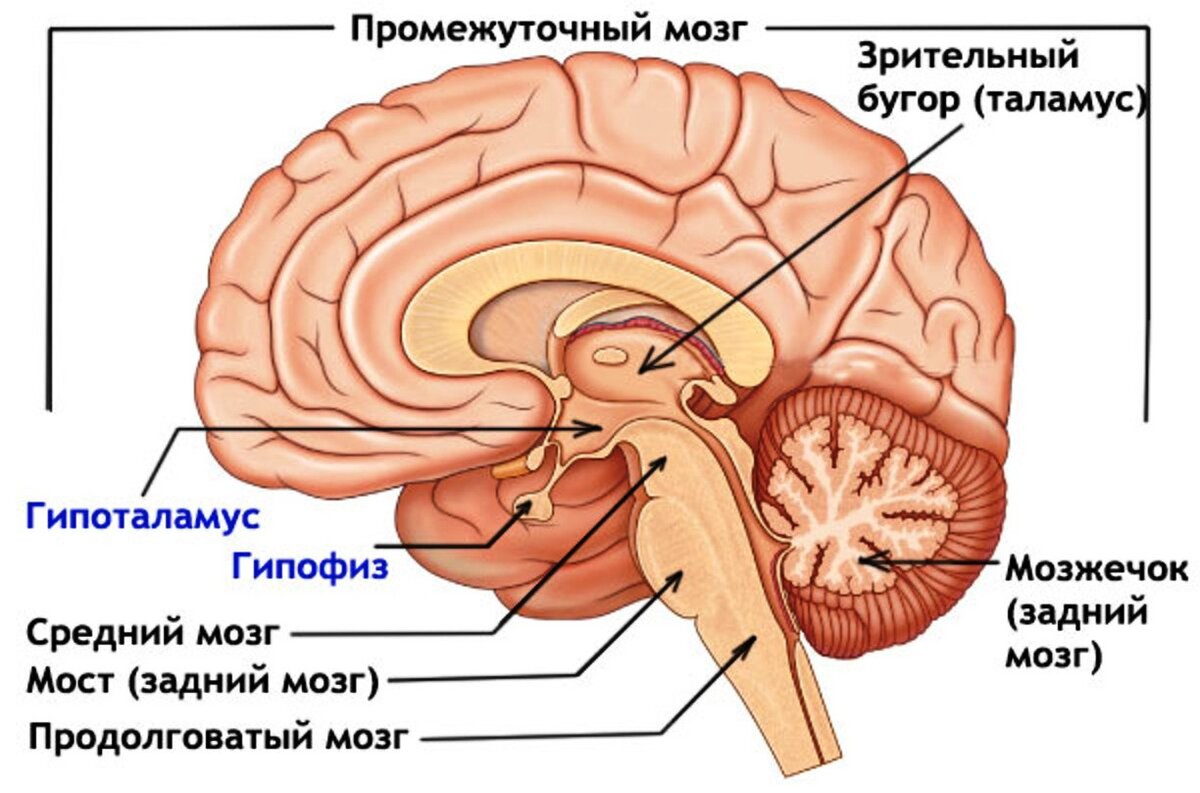 Центры моста головного мозга