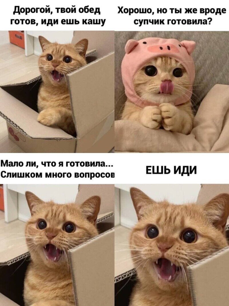 Картинка кота мем