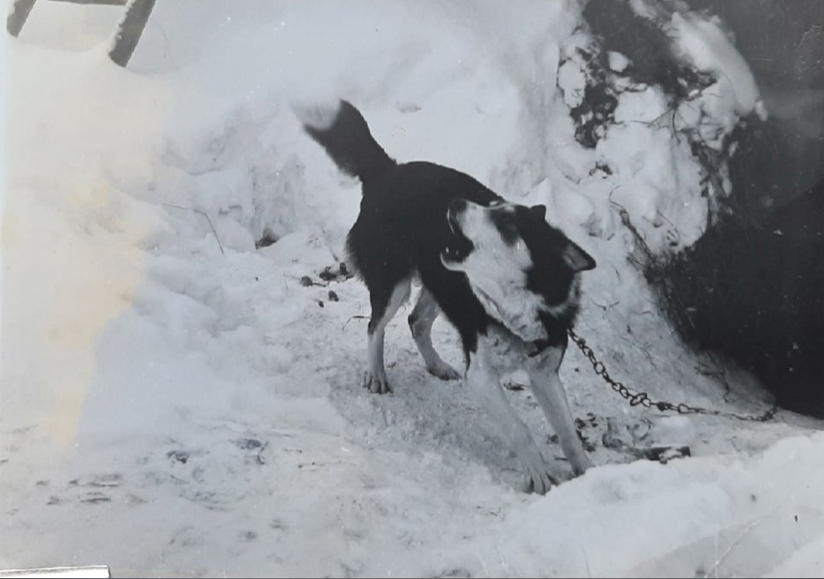 Собака Жучка. с. Желтые, Верхошижемский р-н, Кировская область