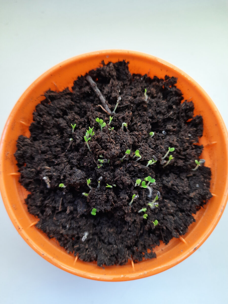 Мелисса Царицынская. #вырастименя_фотоконкурс 